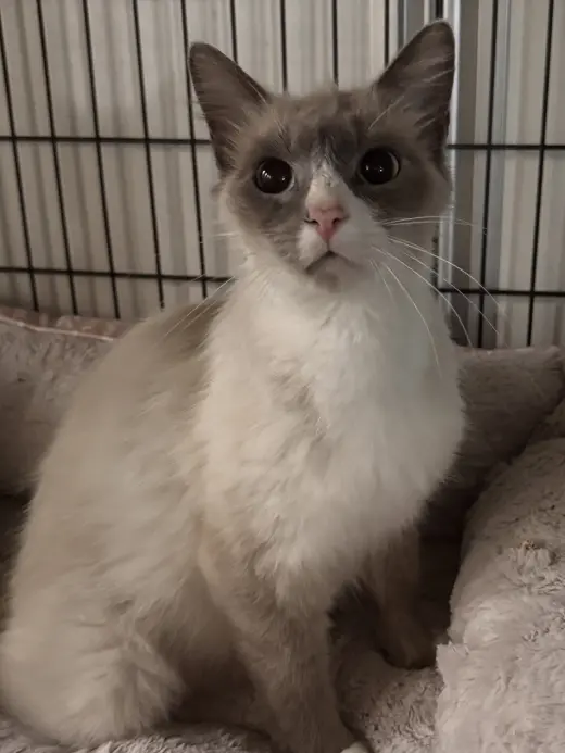 Duchess
