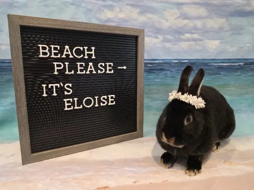 Eloise