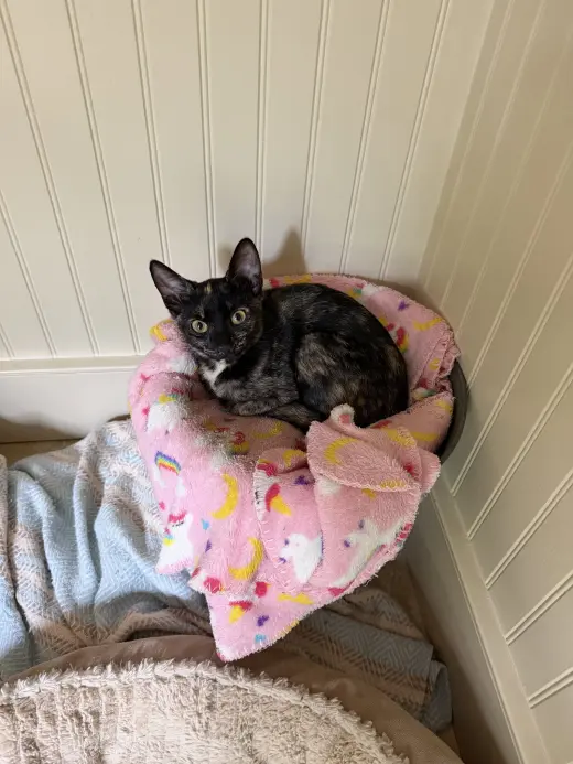 Rosie KITTEN