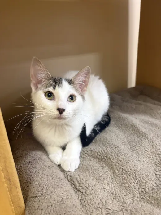 Pepper