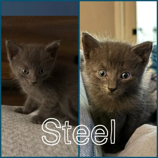 Steel