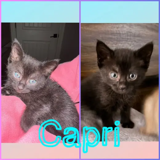 Capri