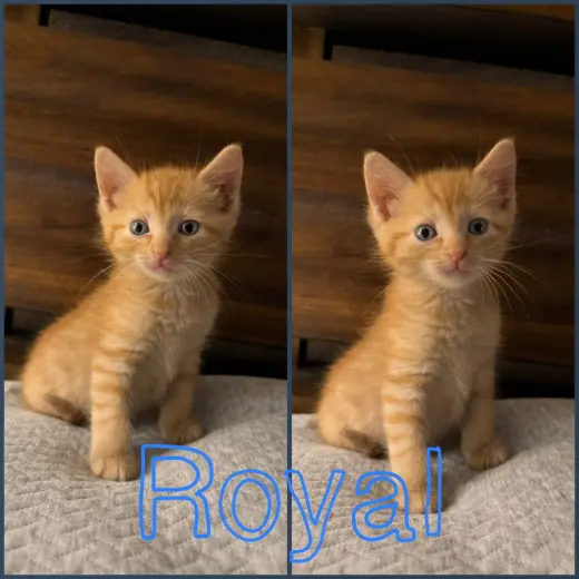 Royal