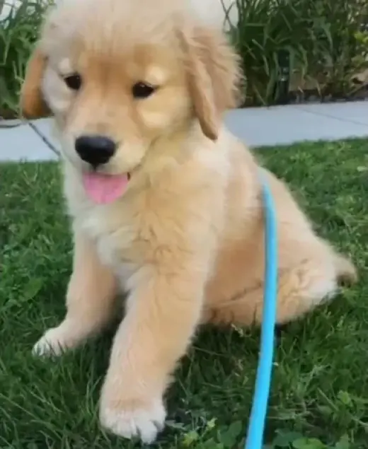 Pairs of golden retriever pups