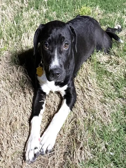 LEO