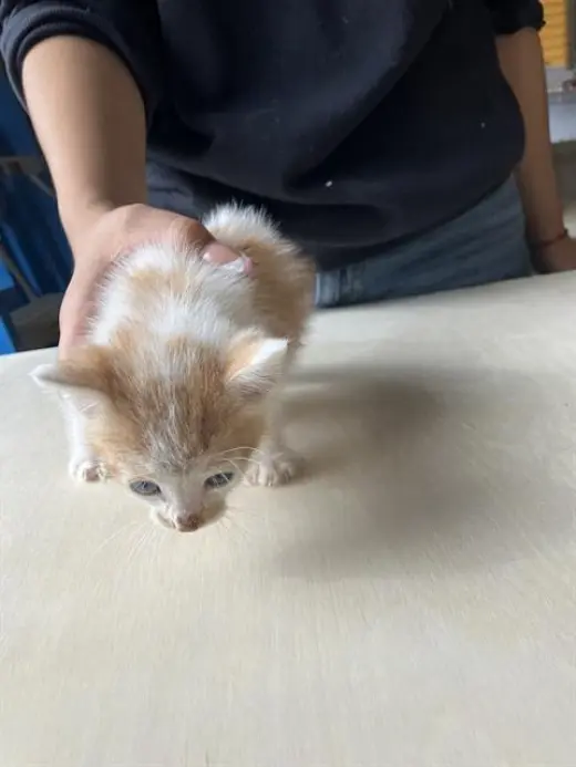 ALVIN