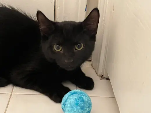 Atlas