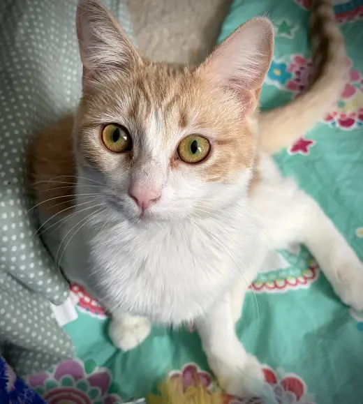 Gabby
