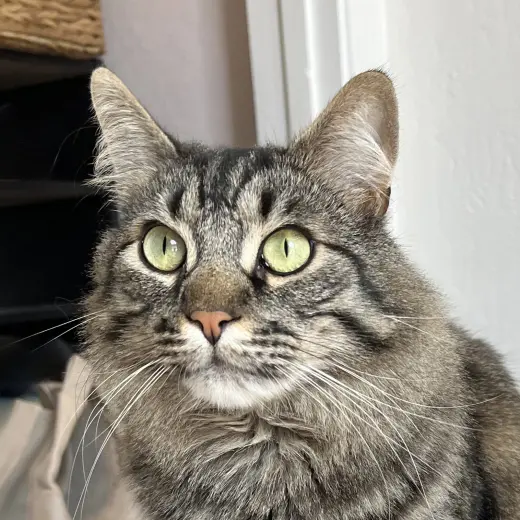 Oreo