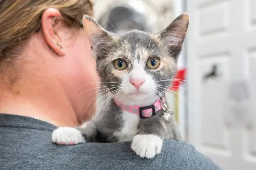 Nova