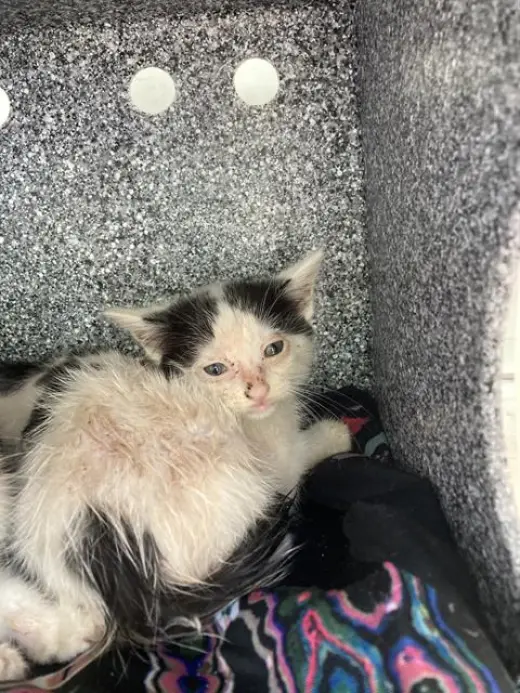 KIT