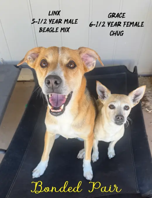 LINX - 5 YEAR MALE BEAGLE MIX & GRACE 6 -YEAR FEM