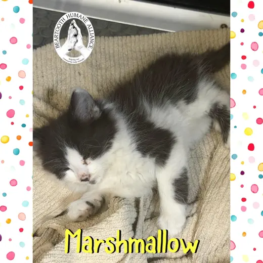 Marshmallow