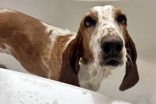 SANDY - ADOPTION PENDING!