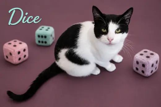 Dice (FCID# 05/20/2026 - 12 Trainer)