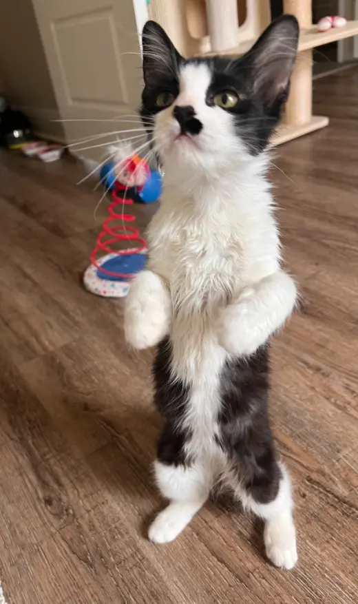 Jinx