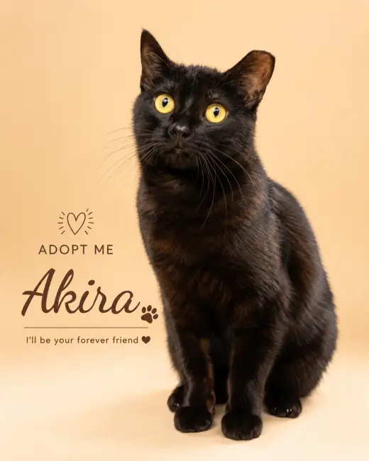 Akira: tail amp (FCID# 04/13/26 - 22 Millsboro PS