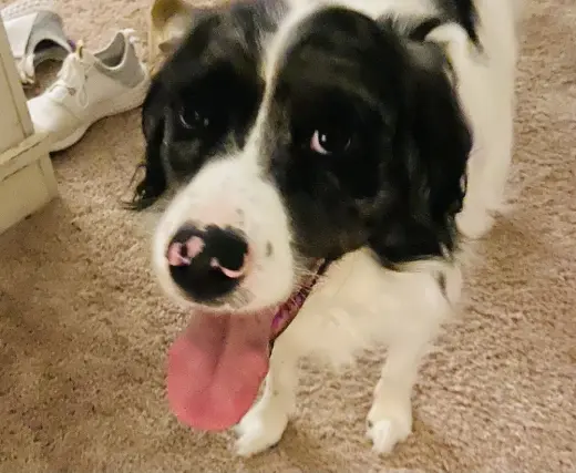 Finn
