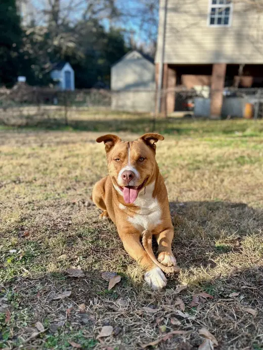 Duke (Courtesy)
