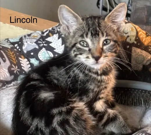 Lincoln