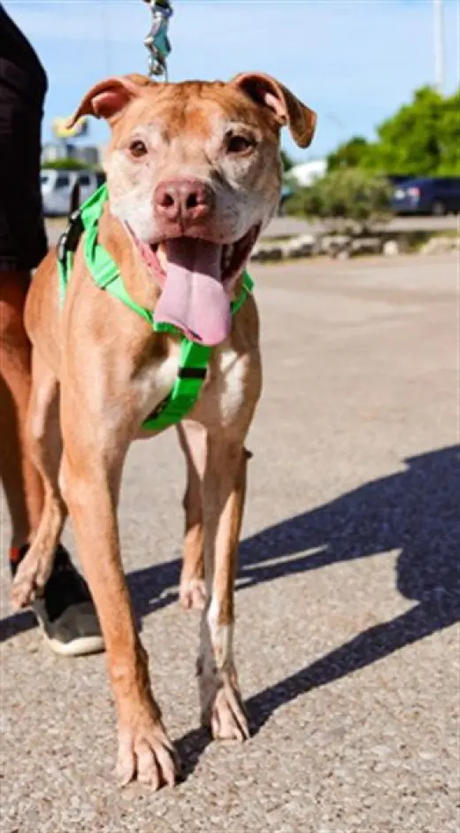TYSON