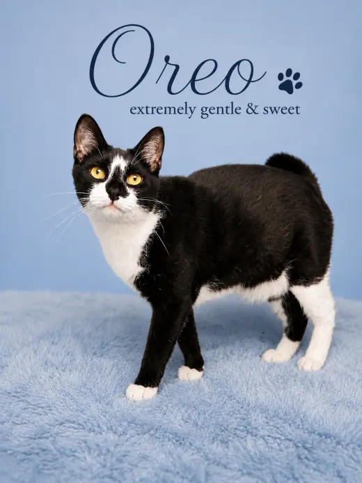 Oreo (FCID#08/19/2025 - 144) Willow Grove (KC)