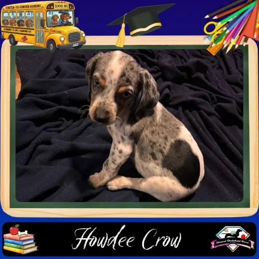 Howdee Crow