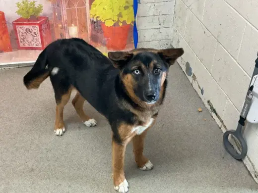 NYLA