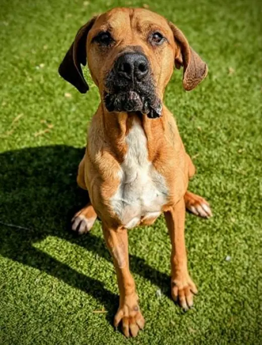 SAMPSON