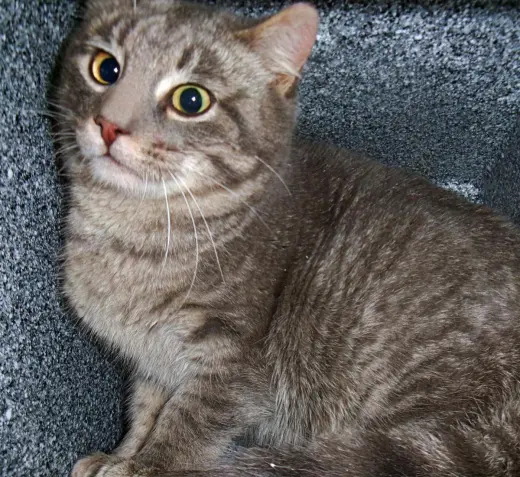Ruckus (Working Cat)