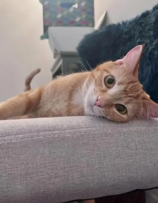 Dorito