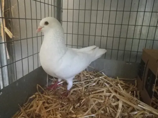 *SILKIE