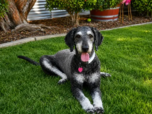 Charlie