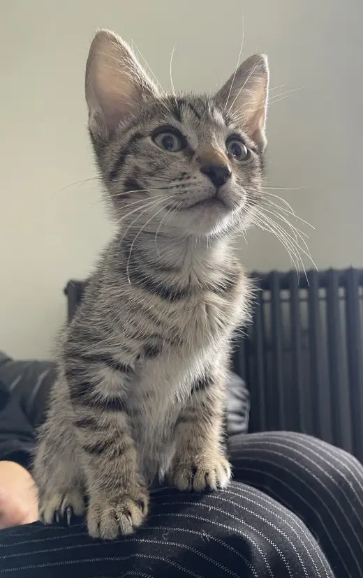Arnold