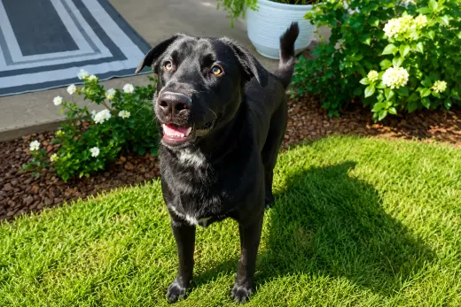 Tyson