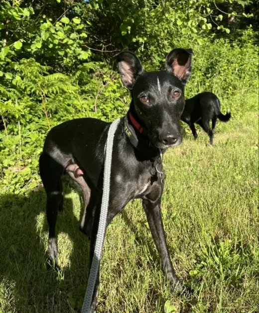 Handsome Jack