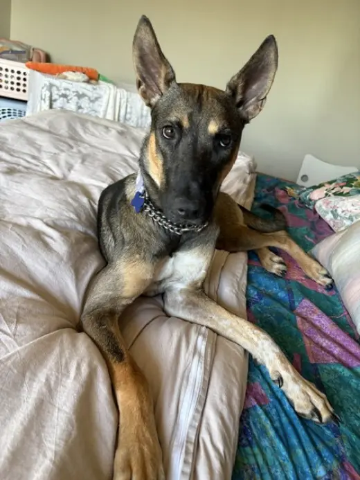 Charlie Girl