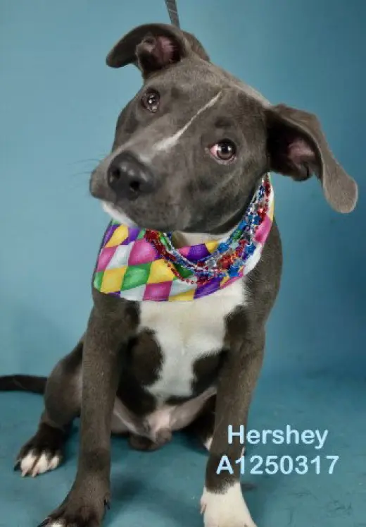 *HERSHEY