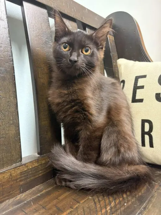 Paste