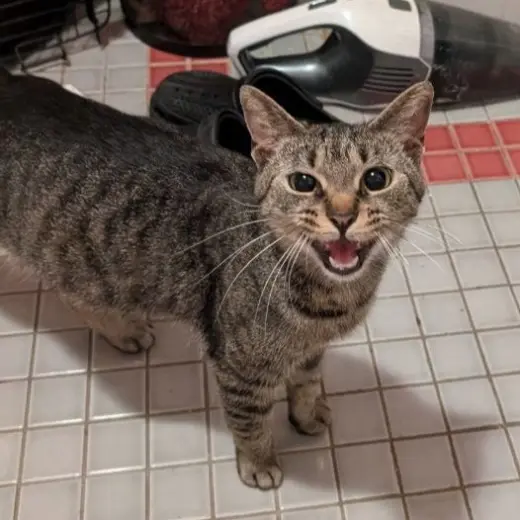 Penelope