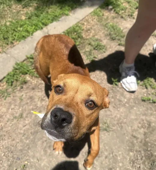 Suki