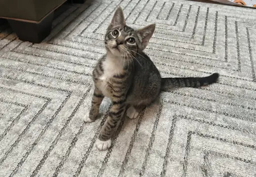 Saif