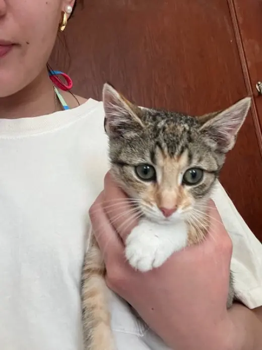 Jax KITTEN