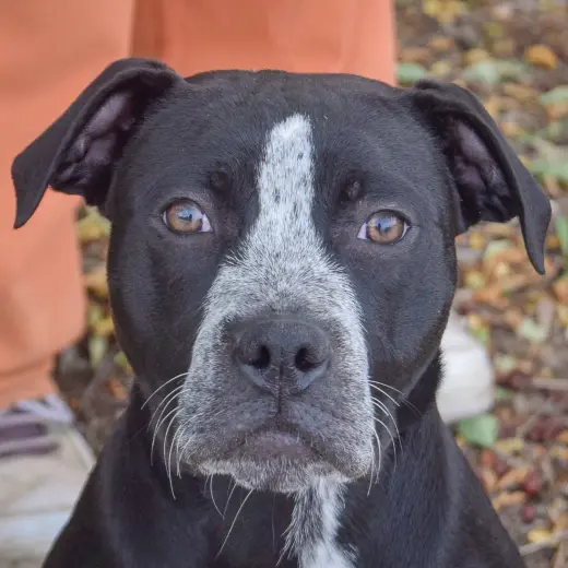 Tobi