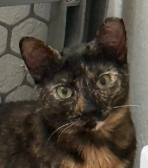 Chiniak (bonded w/ Kodiak)