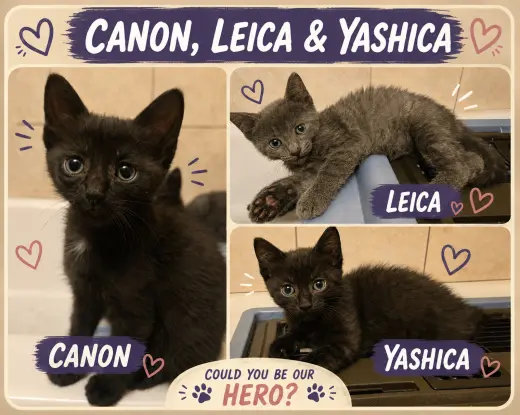 Kodak/Canon & Yoshica/Leica