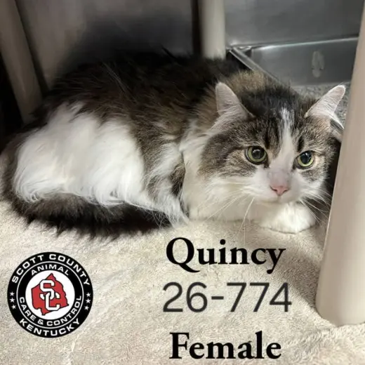 Quincy