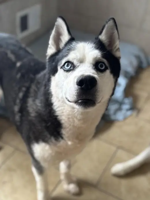 Lou
