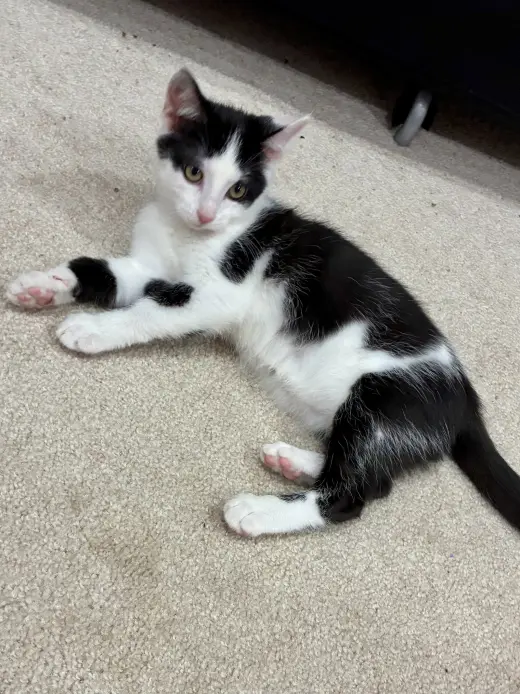 CAT - Nikita