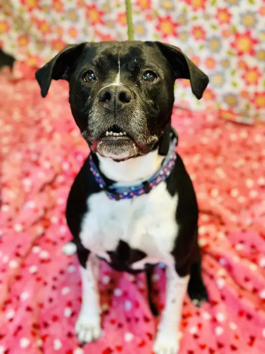 Nala